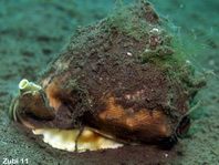Helmet shells - Cassidae - Sturmhauben