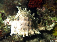Murex shells - Muricidae - Stachelschnecken