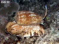 Conus Shells - Conidae - Kegelschnecken