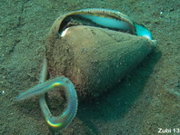 Conus Shells - Conidae - Kegelschnecken