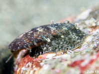Worm-shells - Vermitidae - Wurmschnecken