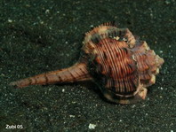 Murex shells - Muricidae - Stachelschnecken