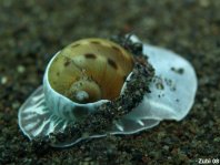 Moon Shells - Naticidae - Mondschnecken