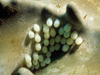 Common Egg Cowrie - Ovula ovum - Gewöhnliche Eischnecke