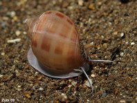Helmet shells - Cassidae - Sturmhauben