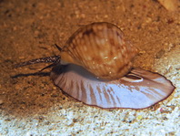 Tun- shell - Tonna canaliculata - Helmschnecke