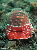 Turban Shells - Turbinidae - Kreiselschnecken (Turbanschnecken)