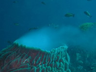 Barrel Sponge spawning - <em>Xestospongia testudinaria</em> - grosser Vasenschwamm beim Laichen