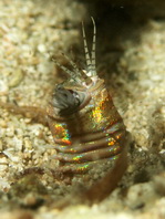 Bobbit Worm - Eunice aphroditois - Bobbit Wurm