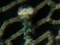 Thorny Coral Tube Worm - Floriprotis sabiuraensis - Röhrenwurm