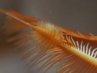 Myzostomid Worms on gill crown of a feather duster worm - Myzostoma sp2 - Myzostomid Würmer auf den Kiemenbüschel einesRöhrenwurmes