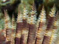 details tentacles - <em>Sabellastarte indica</em> - Indischer Röhrenwurm  Details gefiederte Tentakeln