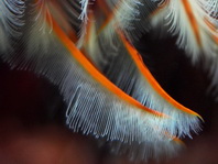 details tentacles - <em>Sabellastarte indica</em> - Indischer Röhrenwurm  Details gefiederte Tentakeln