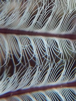 Common Feather Duster Worm - Sabellastarte sanctijosephi - Sanktjoseph Röhrenwurm