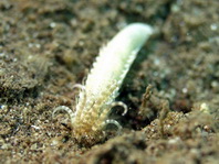 Spaghetti Worm burying into the sand - Terebellidae sp - Spaghettiwurm gräbt sich ein