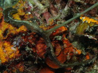 Echiuran Worms - Echiura - Igelwürmer 