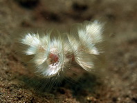 Phoronids - Phoronida - Hufeisenwürmer 