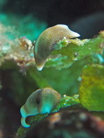 Acoel Flatworms - Amphiscolos sp1 - Korallen Strudelwürmer