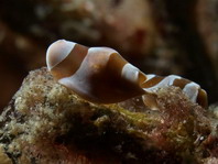 Acoel Flatworms - Acoela sp - Korallen Strudelwürmer