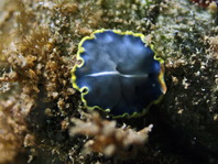 Marine Blue Flatworm - Cycloporus venetus - Marinblauer Strudelwurm / Plattwurm