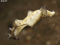 Flatworms - Plattwürmer Strudelwürmer