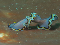One Three Island Flatworm - Pseudobiceros uniarborensis - Strudelwurm / Plattwurm