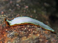 Flatworm - Pseudoceros intermittus - Strudelwurm / Plattwurm