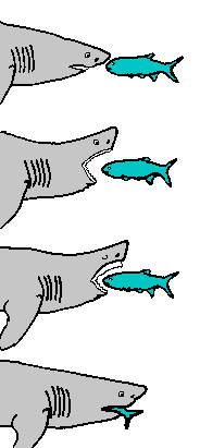 Shark attacks fish