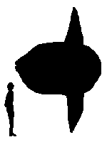 Taille Mola mola