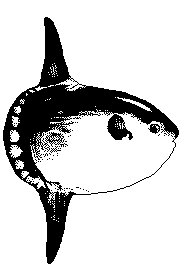 Mola Mola Mondfisch - Sunfish