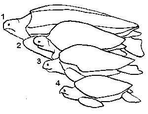 Loggerhead turtle of the length of marine tutles