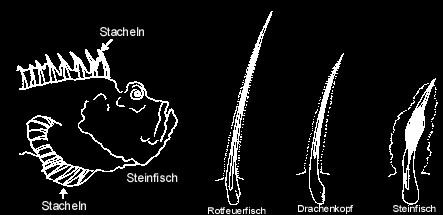 poisonous spines of the stonefish - Giftstachel Steinfisch