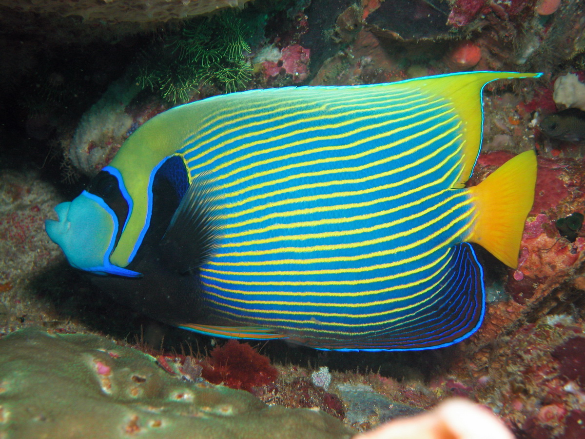 Angelfishes - Kaiserfische. Species on this page: Apolemichthys, Centropyge, Chaetodontoplus, Genicanthus, Holacanthus, Pomacanthus