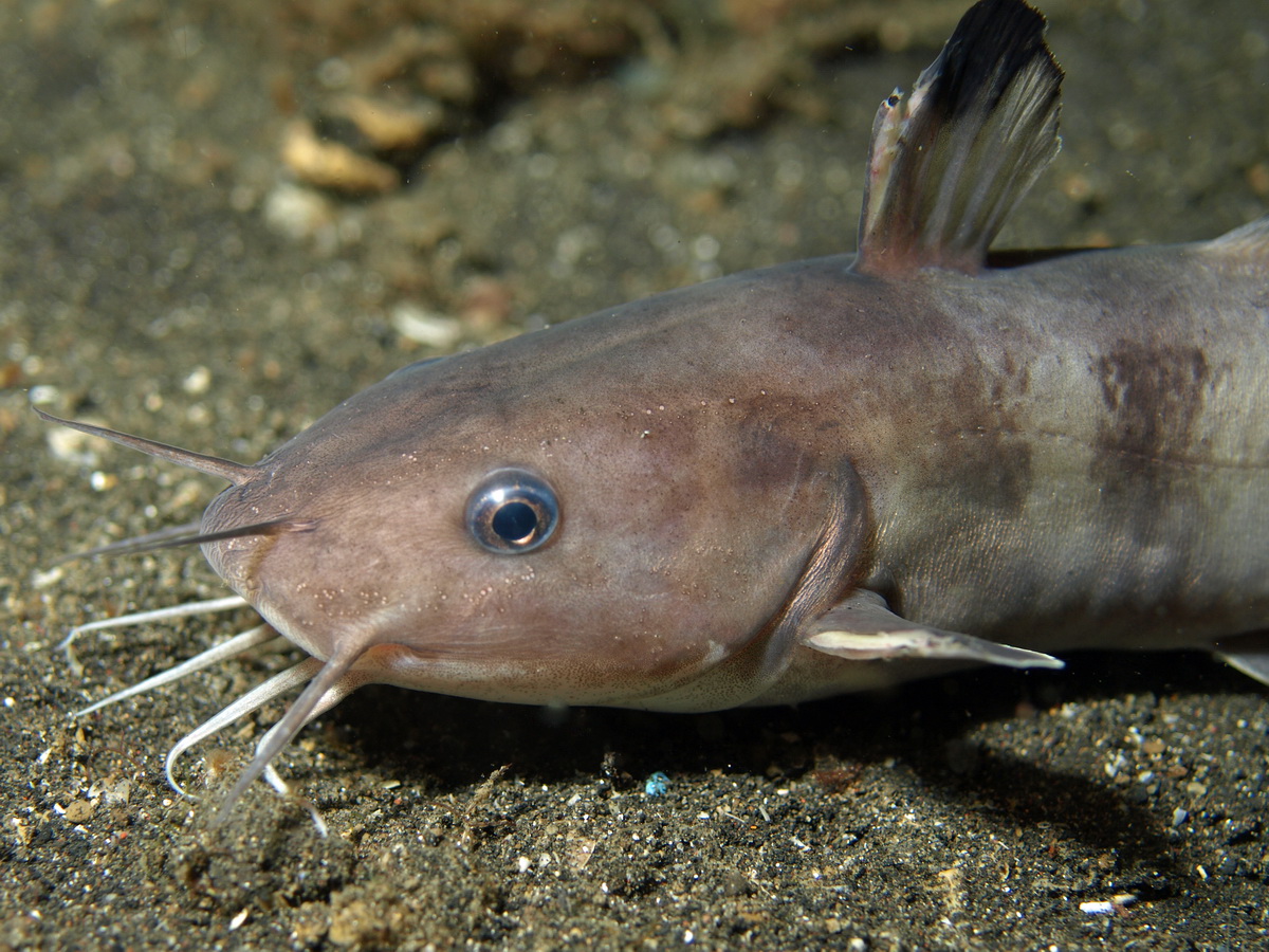 index photos of Catfishes / Plotosidae / Unterwasser-Fotos ...