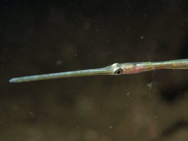 Flötenfisch - Cornetfish