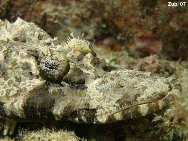 Crocodilefish close up - Krokodilfisch