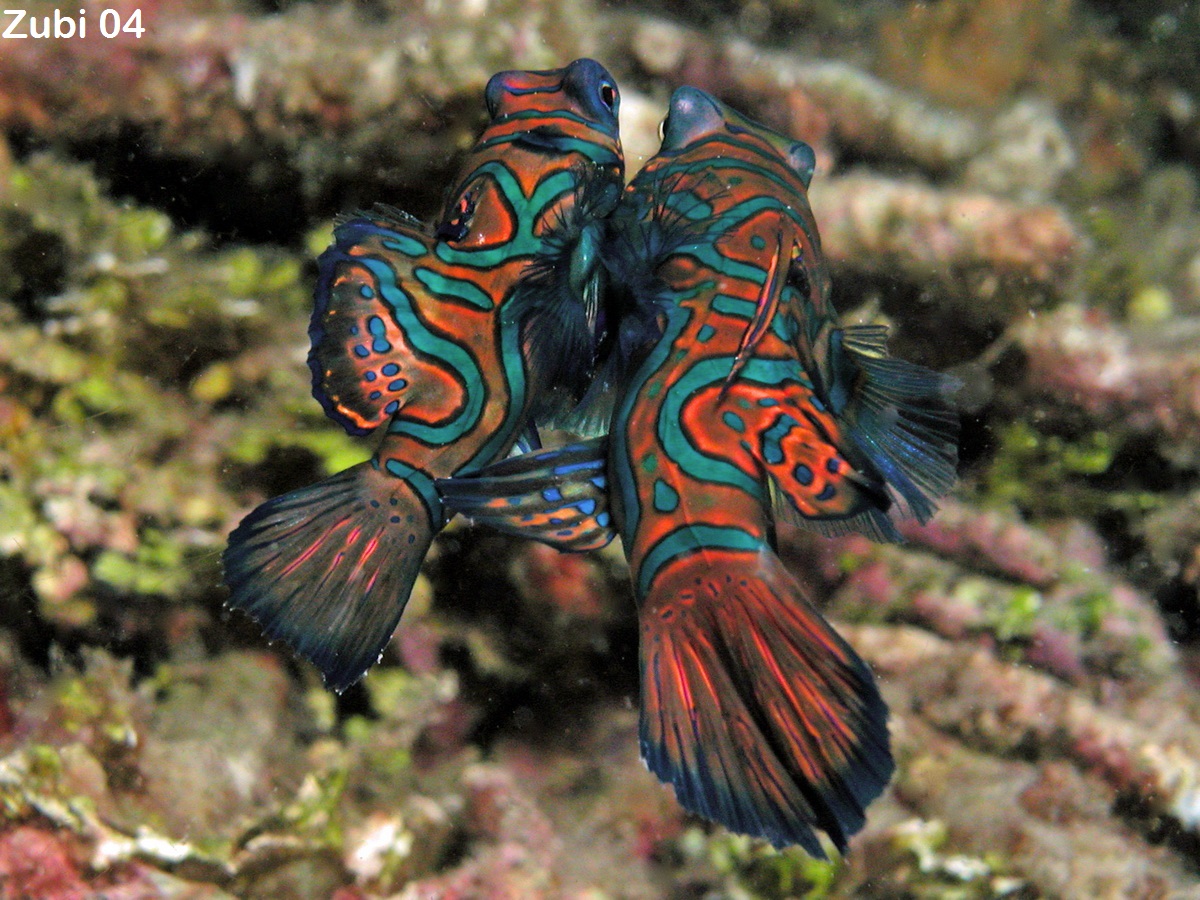 mating Mandarinfishes - paarende Mandarinfisch