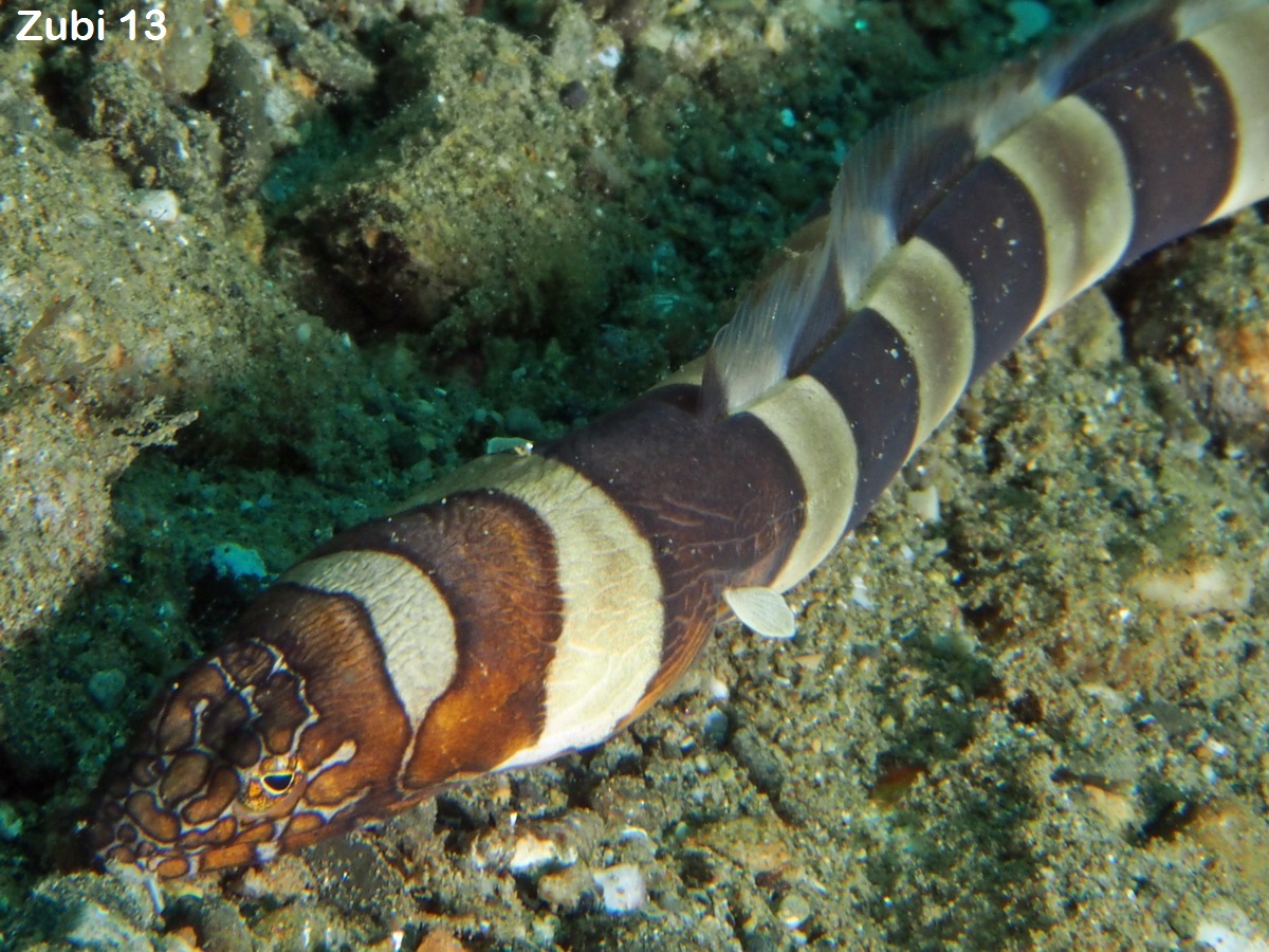 Morey Eels and Snake Eels   - Fotos von Muränen und Aalen (Schlangenaale, Krokodilaale)