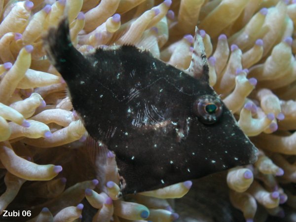 Filefish on firecorals - Feilenfisch auf Feuerkorallen
