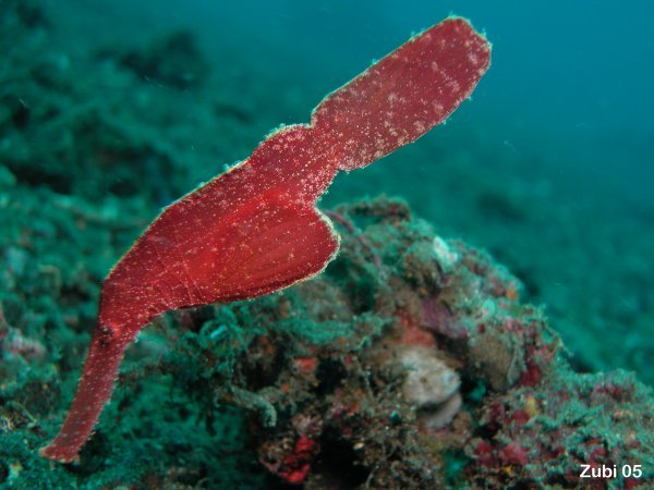 Seaweed ghostpipefish / Seegras Geisterpfeifenfisch