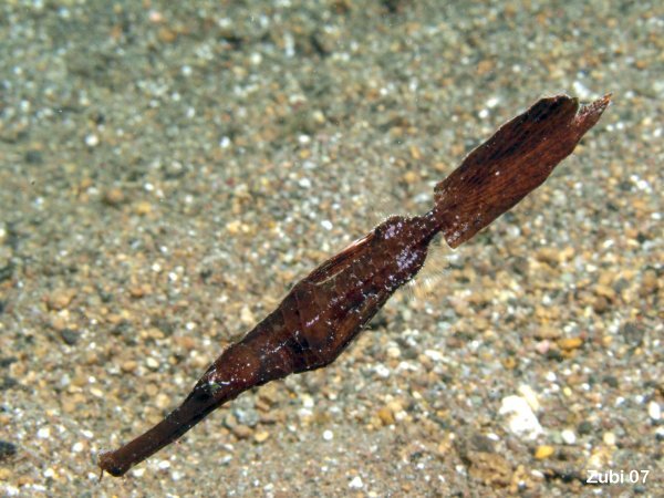Seaweed ghostpipefish / Seegras Geisterpfeifenfisch