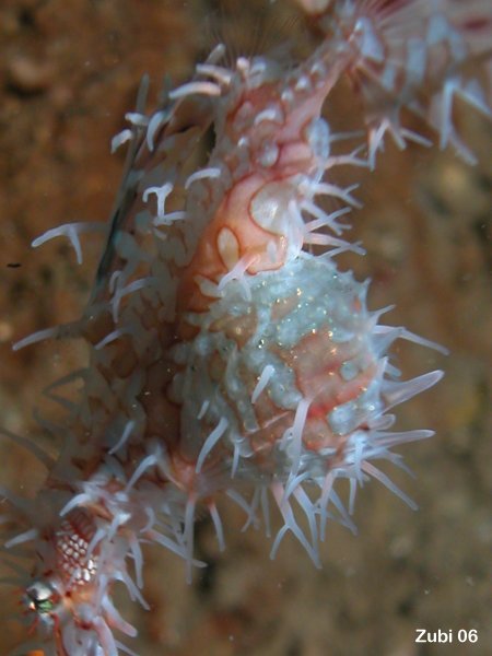 white Harlekin Ghost pipefish - weisser Harlekin Geisterpfeifenfisch