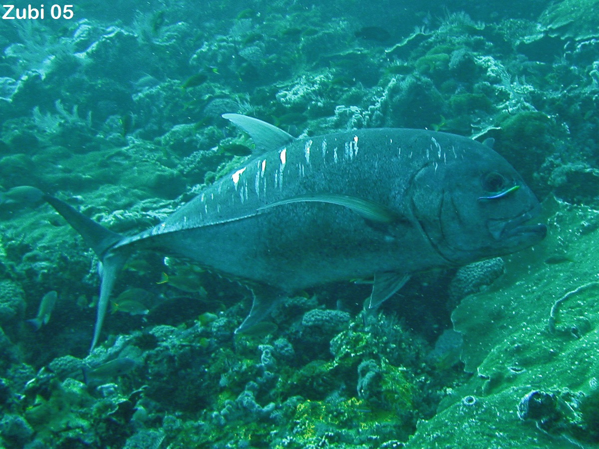 Подводная охота, трофейная рыбалка, дайвинг-сафари, подводная охота на Сейшелах