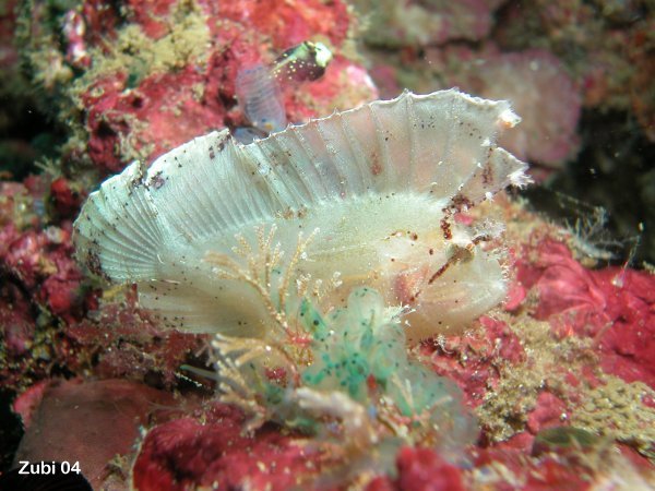 leaf scorpionfish - Schaukelfisch