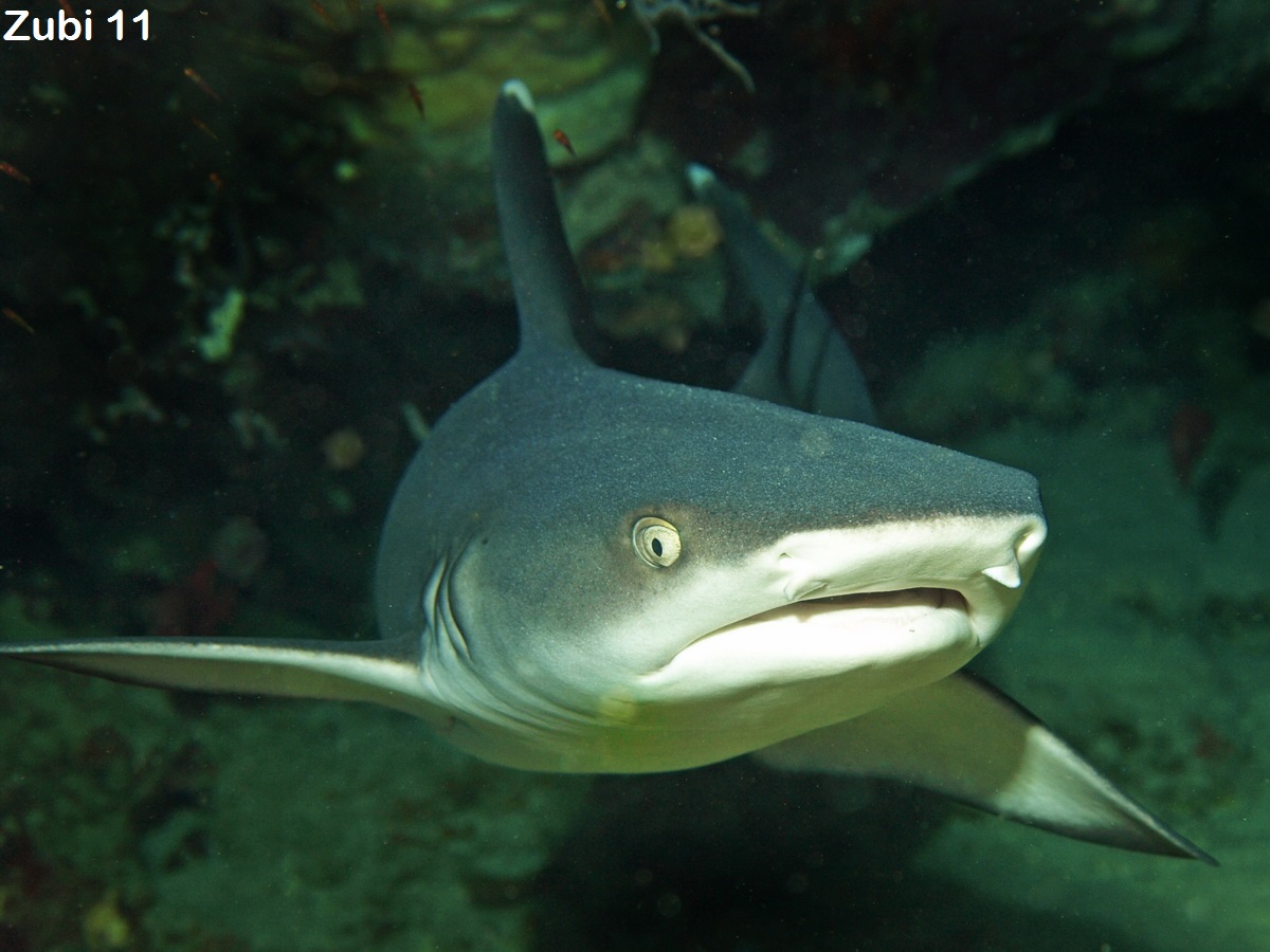 Scalloped Hammerhead Shark - Sphyrna lewini - Bogenstirn-Hammerhai