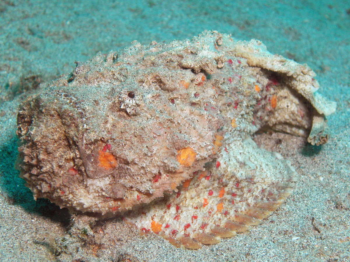 stonefish (Synanceia verrucosa) / Echter Steinfisch