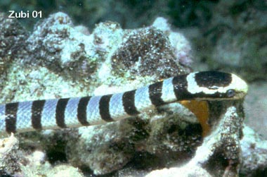 sea snake - Seeschlange