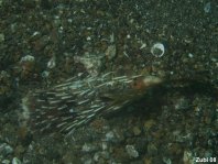 Orbicular Burrfish draged into the sand by a predator - <em>Cyclichthys orbicularis</em> - Kurzstachel Igelfisch von einem Räuber in den Sand gezogen