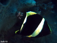 Juvenile Pewter Angelfish - Chaetodontoplus dimidiatus - Jungtier Zinn-Zwergkaiser