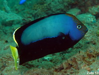 Pewter Angelfish - Chaetodontoplus dimidiatus - Zinn-Zwergkaiser